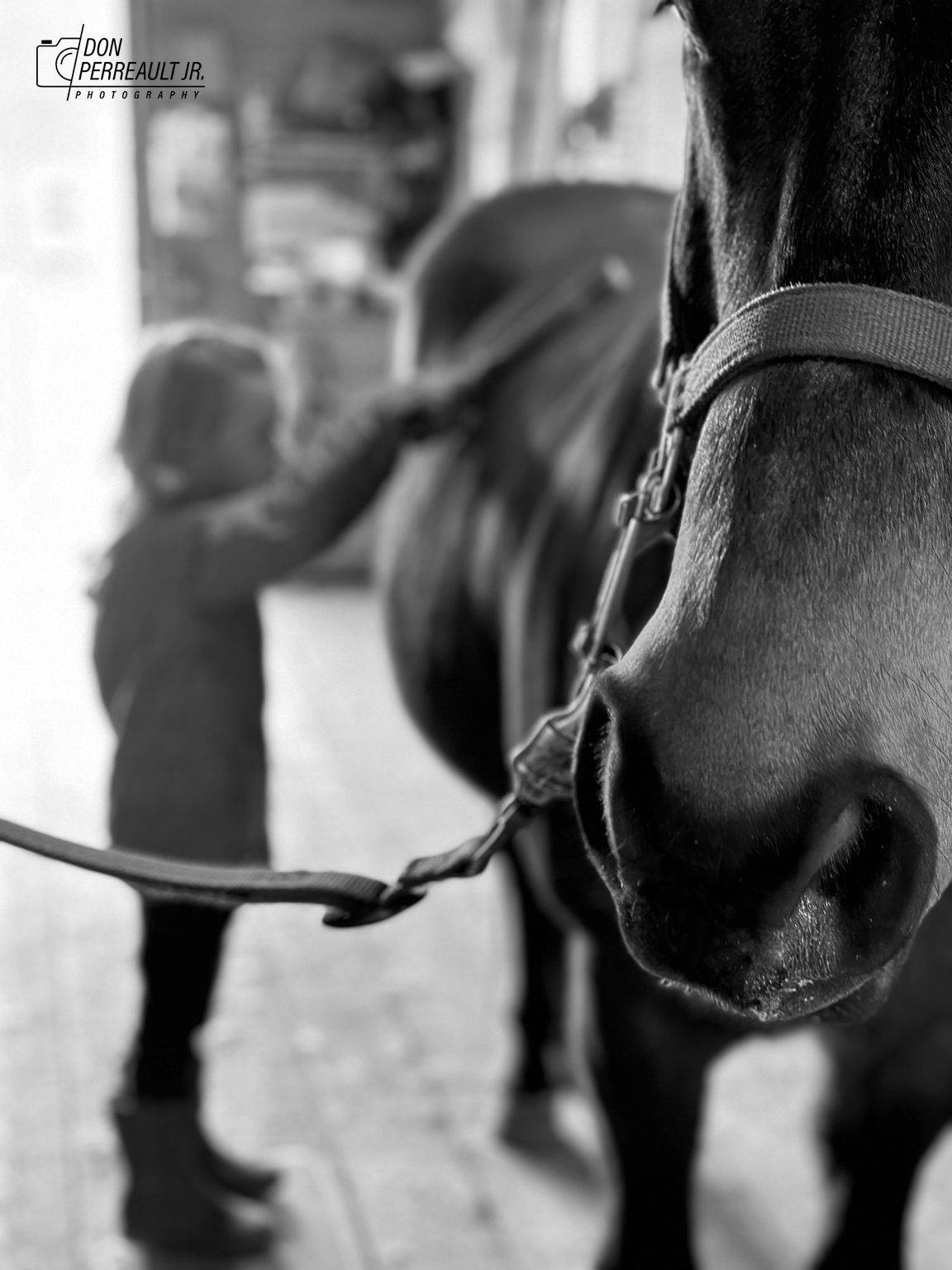 Horse photo