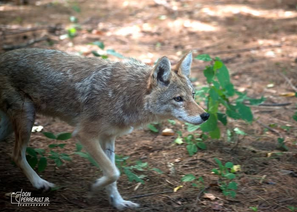 coyote photograph