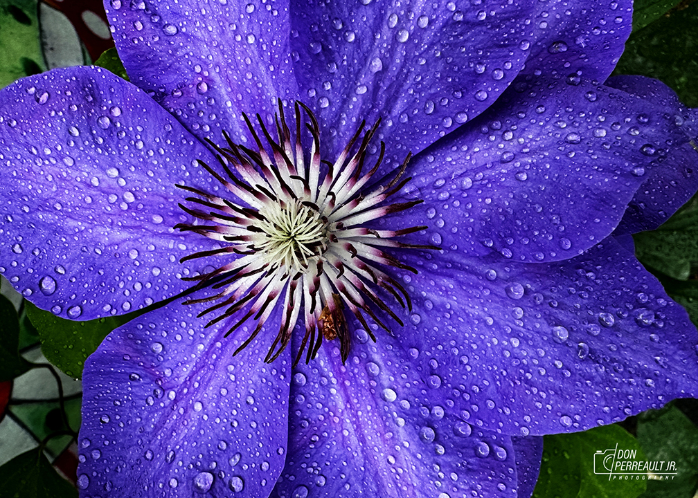 flower photograph