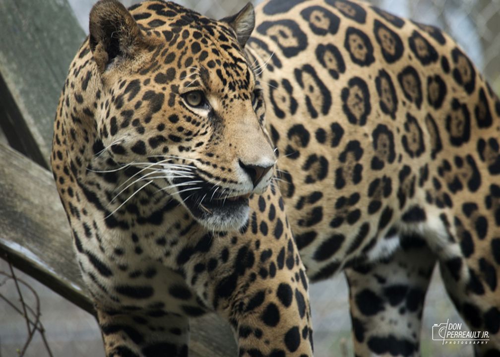 jaguar photograph