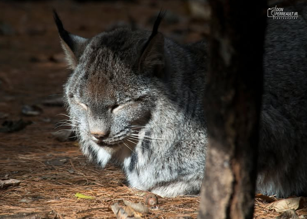 lynx photograph
