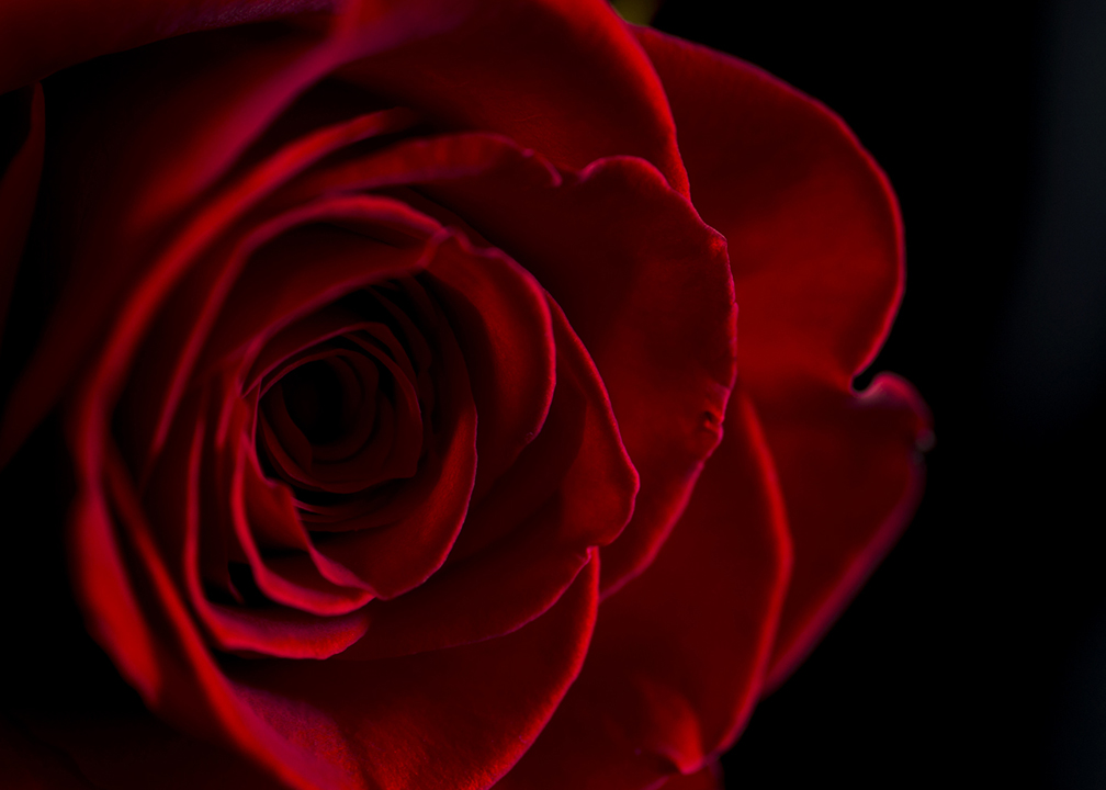 rose photograph
